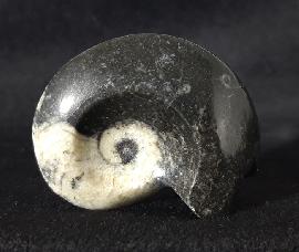 Manticoceras sp. HYATT 1884 - Bild &copy; FossNet FossilienStore